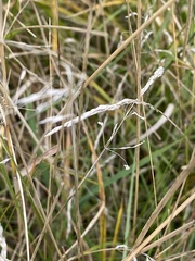 Agrostis gigantea