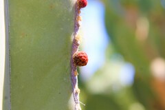 Lophocereus marginatus