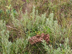 Salix humilis tristis