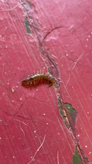 Lithobiomorpha