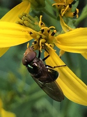Copestylum vesicularium