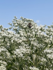 Eupatorium serotinum