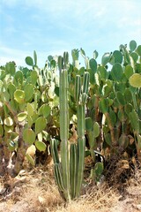 Lophocereus marginatus