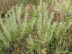 Salix humilis tristis