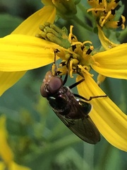 Copestylum vesicularium