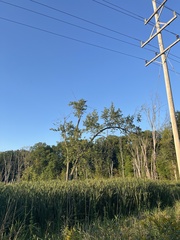 Ulmus