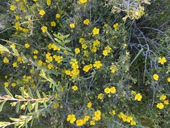 Hibbertia hypericoides