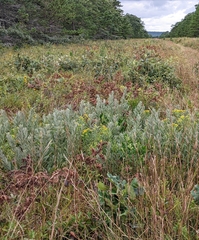 Salix humilis tristis