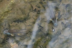 Nocomis leptocephalus