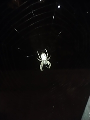 Larinioides cornutus