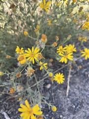 Eriophyllum lanatum