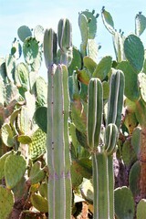 Lophocereus marginatus