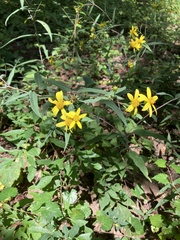 Helianthus microcephalus