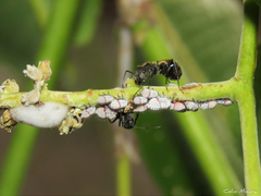 Camponotus arboreus