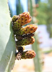 Myrtillocactus geometrizans