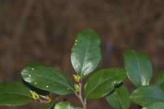 Nothofagus × apiculata