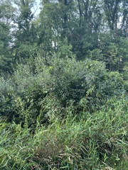 Myricaceae