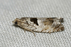 Epinotia ramella