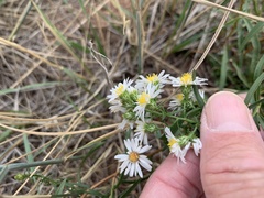 Symphyotrichum falcatum