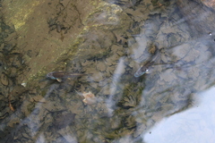 Nocomis leptocephalus