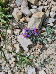 Linaria alpina