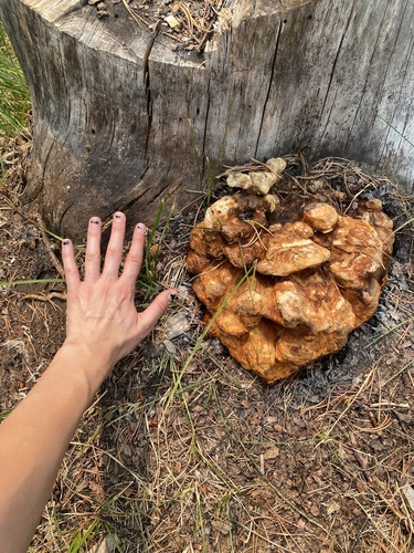 iNaturalist observation photo of Conifer Chicken of the Woods