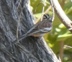 Emberiza flaviventris