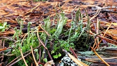 Cladonia chlorophaea
