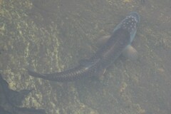 Nocomis leptocephalus