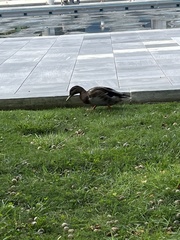 Anas platyrhynchos