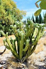 Myrtillocactus geometrizans