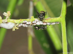 Camponotus arboreus