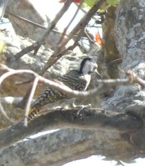 Chloropicus fuscescens