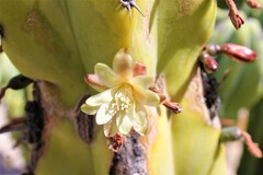 Myrtillocactus geometrizans