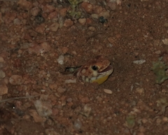 Ptenopus garrulus maculatus