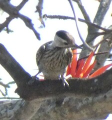 Chloropicus fuscescens