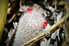 Mammillaria pottsii