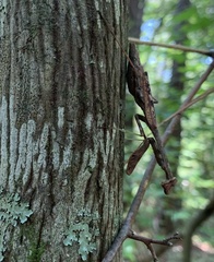 Stagmomantis carolina