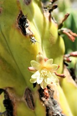 Myrtillocactus geometrizans