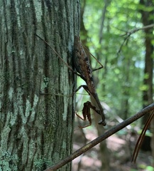 Stagmomantis carolina