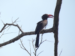 Lophoceros alboterminatus