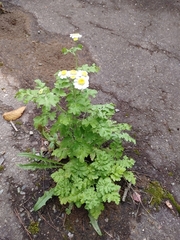 Tanacetum parthenium