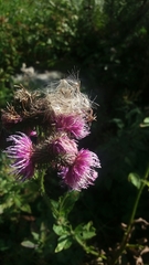 Cirsium palustre