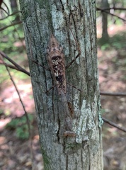 Stagmomantis carolina