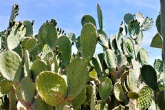 Opuntia lasiacantha