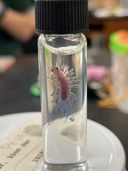 Scutigera coleoptrata