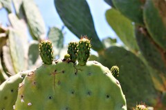 Opuntia lasiacantha