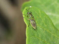 Hedriodiscus pulcher