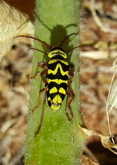 Plagionotus bobelayei