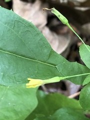 Hieracium paniculatum